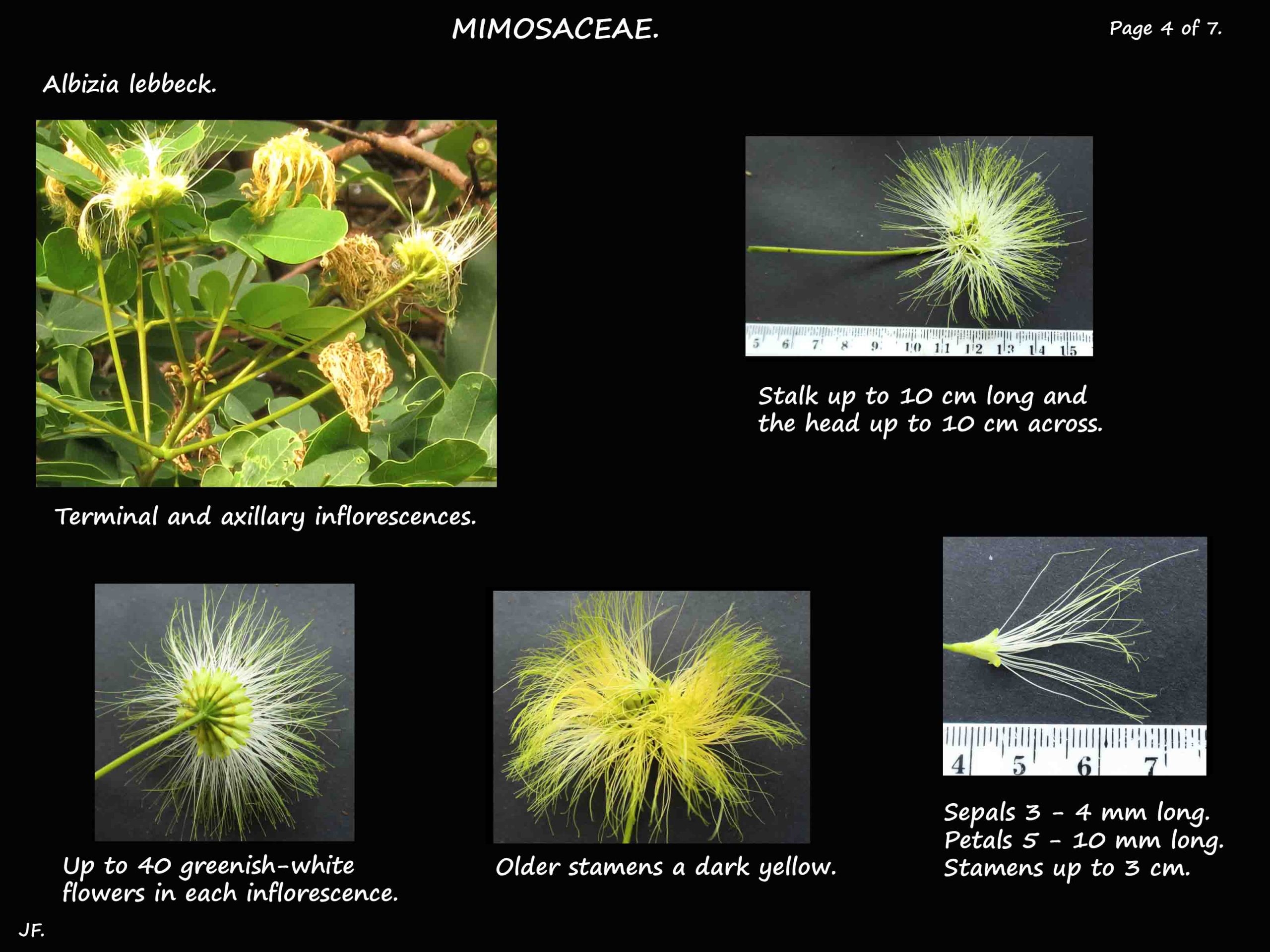 4 Albizia lebbeck flowers